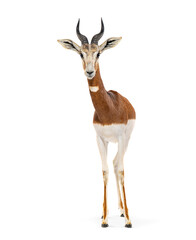 Fototapeta premium Mhorr gazelle standing isolated on white background