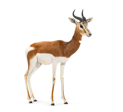 Mhorr gazelle standing looking graceful on white background