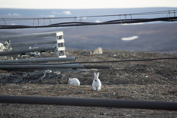 Canada's High Arctic Hares © NZP Chasers®