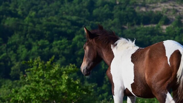 A close-up shot captures the head and neck of a brown and white pinto horse against a blurred green forest background.