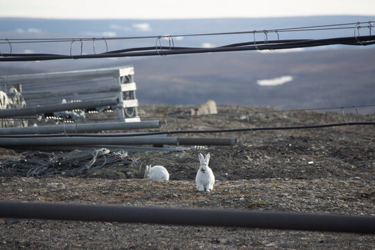 Canada's High Arctic Hares