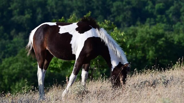 A brown and white pinto horse grazes on dry grass against a backdrop of green trees.
