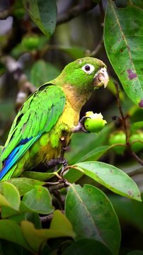 Green parrot eating a small fruit on a tree branch in a lush tropical forest environment.