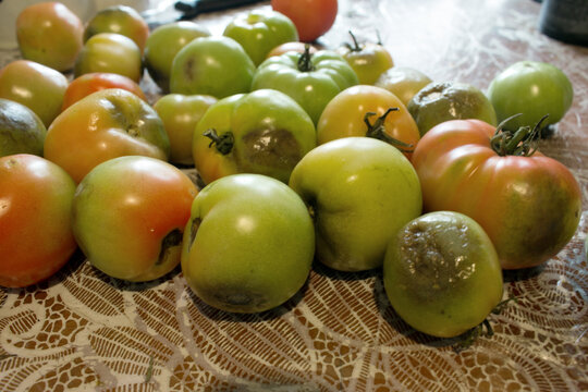 Tomatoes affected by phytophthora - late blight disease, fruit rot, agricultural problem