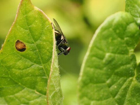 Una vibrante mosca verde metalizada (Lucilia sericata) asoma por el borde de una hoja verde de textura vellosa. Fotograf&iacute;a detallada de vida silvestre y naturaleza con fondo desenfocado bokeh.