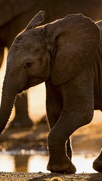 Vertical video: Walking elephant calf following moving herd for safety at waterhole, trunk trailing