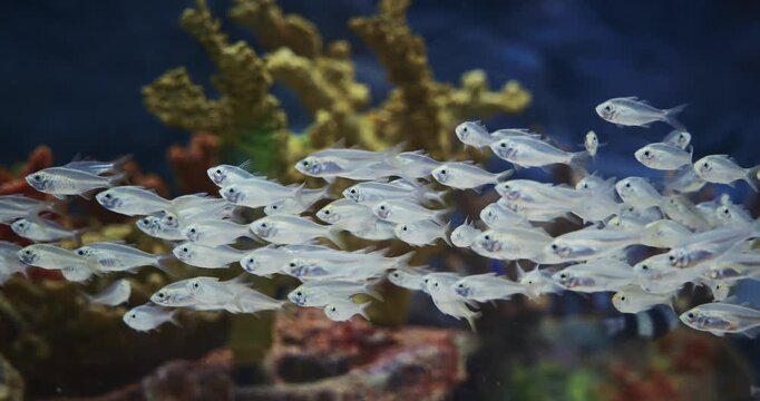 Large School Of Blue Tetra Fishes Swims In Aquarium. Boehlkea Fredcochui. Cochus Blue Tetra, Is Species Of Characin. Home Aquarium Fish. Ocean Animal, Aquatic Life. Small Aquarium Fishes. Group Of