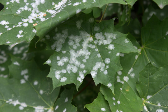 Leaves affected by powdery mildew - fungal plant disease, white spots on leaves