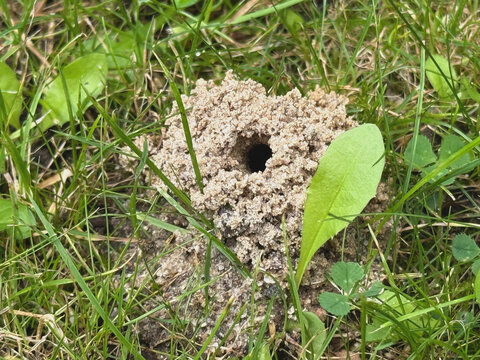 Sandhügel mit Erdloch einer Grabwespe