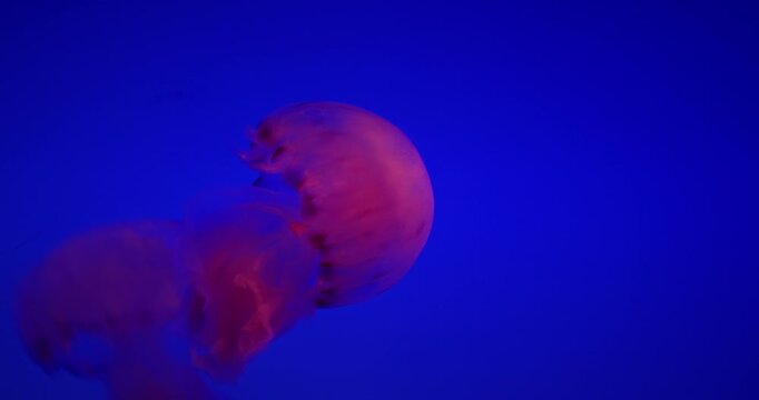 Young Jellyfish swim On Blue Background. Japanese Sea Nettle Or Chrysaora Pacifica In Family Pelagiidae. Dangerous Jellyfish To Humans. Mesmerizing Swimming Of Jellyfish. Ocean Animal, Aquatic Life