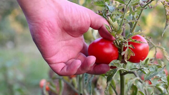 Close-up video of a hand picking a ripe red tomato from a tomato plant in a garden. The hand gently harvests the fresh tomato, with green foliage and other tomatoes softly blurred in the background.