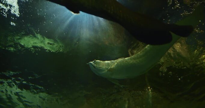 Silver Arowana And Pacman Catfish Swims Among Other Fish Bottom View. Osteoglossum Bicirrhosum Is South American Freshwater Bony Fish Of Family Osteoglossidae. Silver Arowanas Are Predatory Fishes