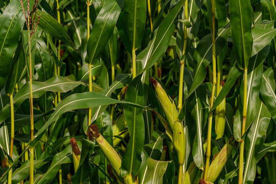 Close-up of corn cobs growing on stalks in agricultural field before harvest