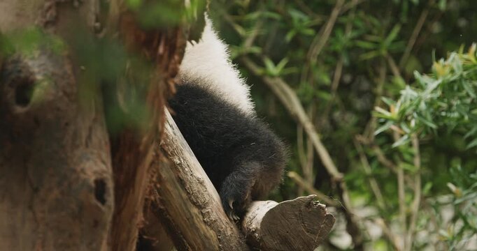 Giant Panda Climbs Tree. Cute Panda Paws Close-up View. Bear Or Simply, Is Bear Species Endemic To China. Panda Diplomacy. National Symbol Of China, Personifying Sincerity, Friendliness, Tolerance And