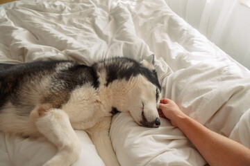 Human hand petting a husky lying on white bedding © iwavephoto