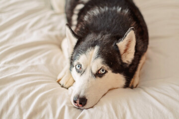 Portrait of a husky looking straight at the camera © iwavephoto