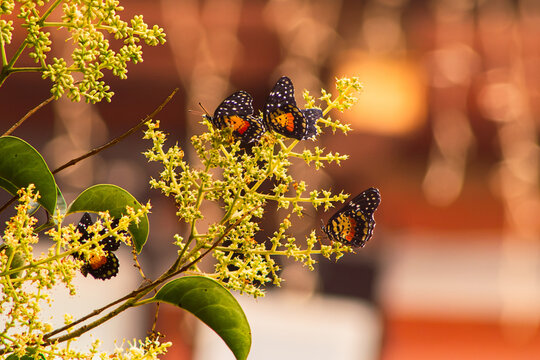 Grupo de mariposas "Parche Carmes&iacute;" posadas sobre flores amarillas en un atardecer de verano en el pueblo m&aacute;gico de Mineral del Monte, Hidalgo 