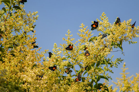 Mont&oacute;n de mariposas parche Carmes&iacute; en temporada de verano en Mineral del Monte, Hidalgo 