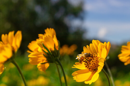 Abeja posada en un jard&iacute;n