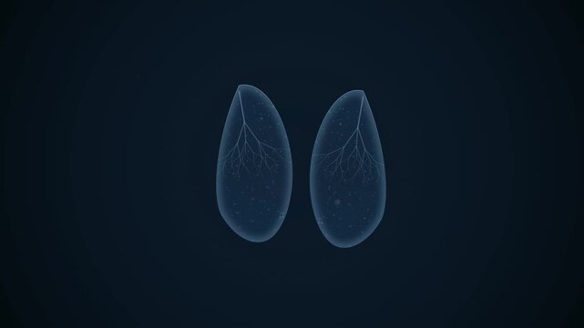 Futuristic medical animation showing artificial intelligence deep tissue pulmonary scan of human lungs detecting a benign anomaly cluster during morphological analysis