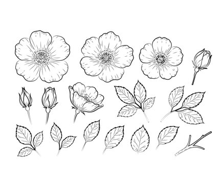 Elegant hand-drawn botanical flower and foliage collection featuring detailed blossoms, buds, leaves, and branches in vintage black-and-white line art style, perfect for floral designs, stationery, br