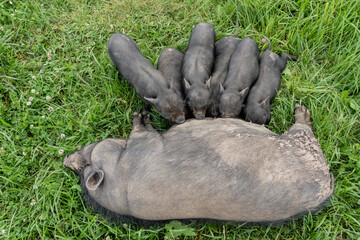 Adult domestic pig nursing five piglets on green grass in a rural farm setting, showcasing natural animal behavior and pastoral environment © Telly