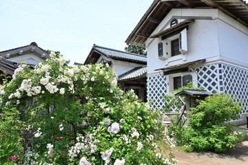 二宮家バラ園に咲くバラと蔵の建物（新潟県聖籠町） © UI_forever