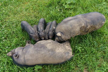 Domestic pigs nursing on green grass, a mother pig lying down with several piglets surrounding her, showcasing a natural farm setting with lush vegetation © Telly
