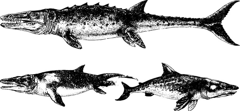 Black and white vintage mosasaur marine reptile set isolated illustrations for paleontology background and educational poster