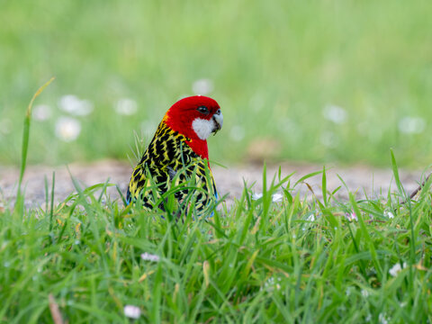 An eastern Rosella in green grasses in foreground and background eating daisies 