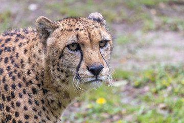 Cheetah looking intently at the camera in nature © ANTONIO COSTA