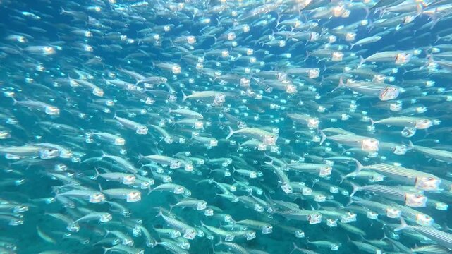 Closeup underwater scene of big shoal of schooling long jawed mackerel swimming and feeding with mouths wide open in tropical waters of Yasawa Islands, Fiji, South Pacific