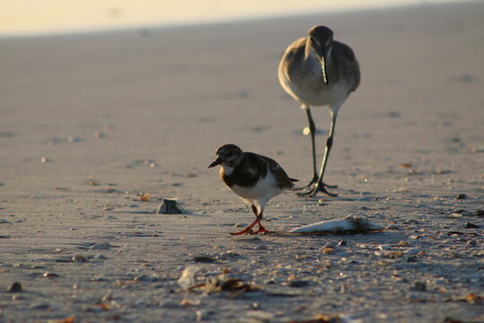 Ruddy Turnstone and Willet foraging on a sandy beach during a warm golden hour light
