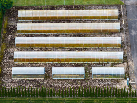 Aerial view of several long greenhouses arranged in rows on a plot of land with a row of small evergreen trees at the bottom edge in Vilnius, Vilniaus apskritis, Lithuania.