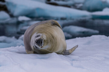 Close-up of a crabeater seal -Lobodon carcinophaga- resting on a small iceberg near the fish islands on the Antarctic peninsula © Goldilock Project
