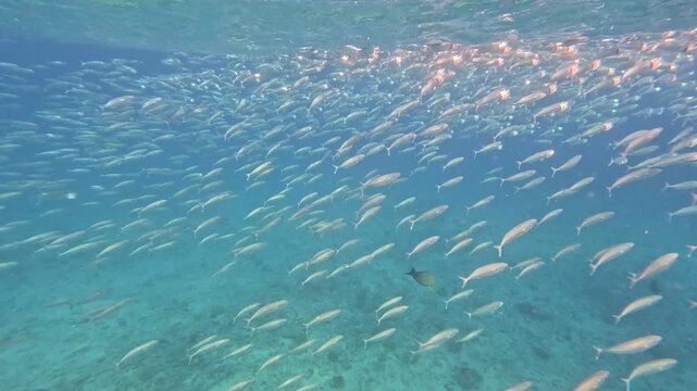 Big shoal long jawed mackerel fish swimming and feeding at ocean surface in tropical waters of Yasawa Islands, Fiji, South Pacific