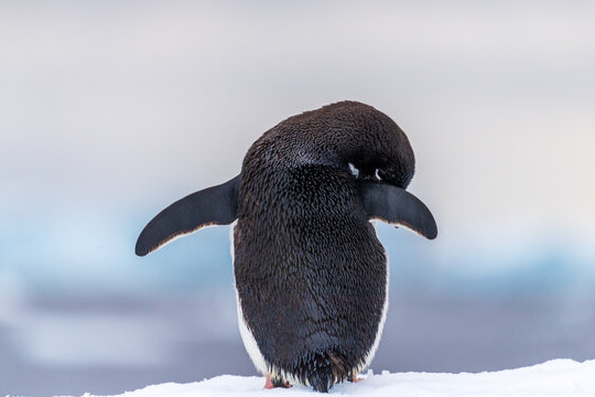 Close-up of an Adelie Penguin - Pygoscelis adeliae- standing on an iceberg, near the fish islands, on the Antarctic Peninsula