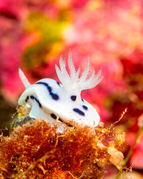Chromodoris willani in Solomons Islands