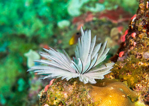 feather duster worm (Sabellastarte spectabilis) in Solomons Islands