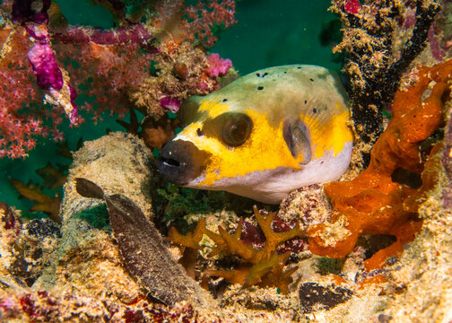 blackspotted pufferfish (Arothron nigropunctatus) in Solomons Islands