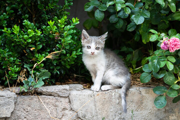 A small kitten sitting on a stone wall © Daniel