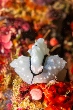 Phyllidiopsis shireenae in Solomons Islands