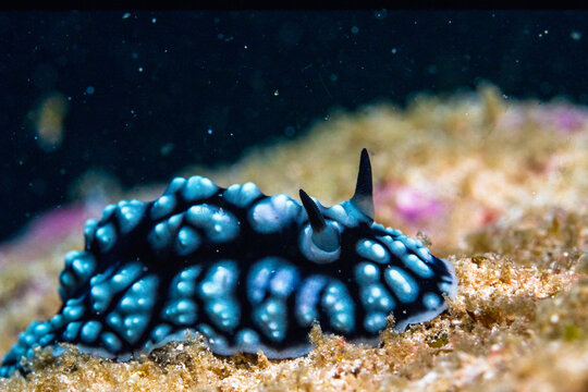 Phyllidiella pustulosa in Solomons Islands