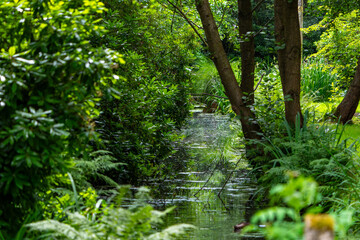 Fototapeta premium Luxuriant green vegetation with stream.