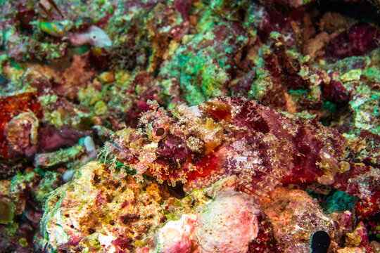 Tassled scorpionfish (Scorpaenopsis oxycephala) in Solomons Islands