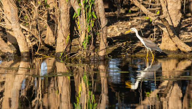 Juvenile Pied Heron (Egretta picata) at the edge of the Mary River, Kakadu National Park, Northern Territory, Australia