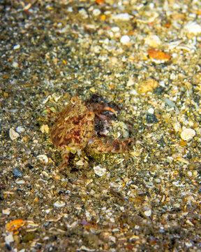wrinkled swimcrab (Liocarcinus corrugatus) in Solomons Islands