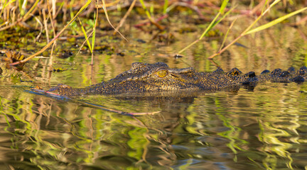 Head of a Saltwater crocodile (Crocodylus porosus), also known as saltie, drifting half submerged in the Yellow River, Kakadu National Park, Australia © Reto Ammann