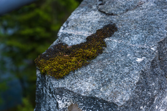 Close-up of moss and lichen on weathered rock surface, Norway
