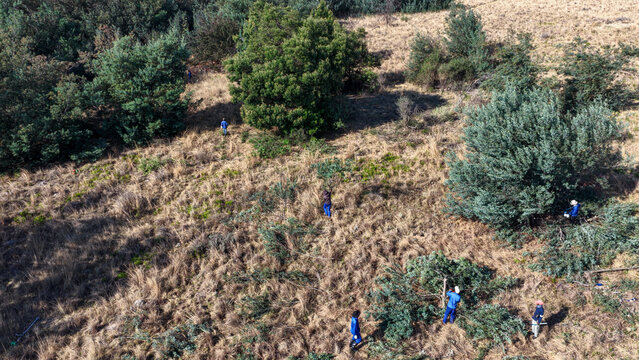 Aerial view of workers in blue uniforms clearing invasive plants in a dry grassy field during an environmental conservation project in Cape Town, Western Cape, South Africa.